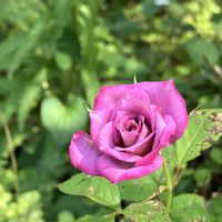 紫陽花,ミニバラ,チョコレートコスモス,紫陽花 ダンスパーティー,ミニバラ コルダーナの画像