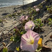 シャリンバイ,はまひるがお,佐渡ヶ島の画像