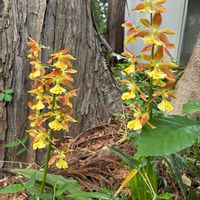 エビネ,エビネ,タカネエビネ,タカネエビネ,公園の画像