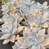 朧月,多肉植物,ガーデニング,おうち園芸,小さな庭の画像