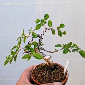 カナシデ,盆栽,ミニ盆栽,盆栽苗木,まめ盆栽の画像