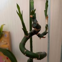 ドラセナ,ミリオンバンブーの画像