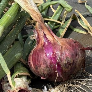 玉ねぎ,新玉ねぎ,美しい,綺麗,素敵な出会いに感謝の画像