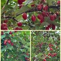 グミ,スモーク・ツリー,赤い実,花のある暮らし,お散歩写真の画像