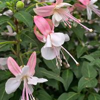 フクシア,感謝,花のある暮らし,いつまでも,き　れ　い❤の画像