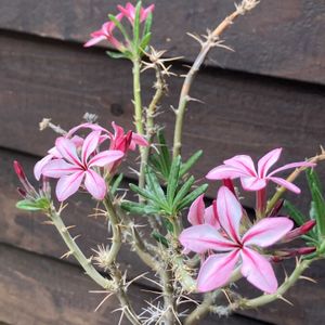 パキポディウム,パキポディウム・サキュレンタム,多肉植物,塊根植物,コーデックスの画像