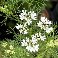 パクチー,コリアンダー,パクチーの花,ハーブ,ハーブの花の画像
