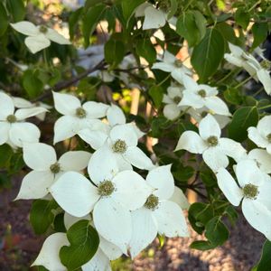 ペチュニア,ヤマボウシ,エリゲロン,シンボルツリー,花のある暮らしの画像