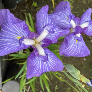ショウブの画像