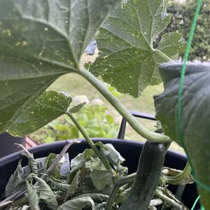節なりプランターきゅうり　サントリー,プランター,夏野菜,ハダニ,テラスの画像
