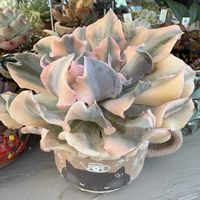 短毛丸の花,アエオニウム ロスコフ,アエオニウム,多肉植物のある暮らしの画像