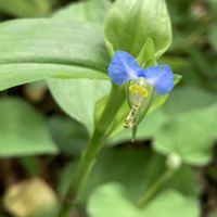 ツユクサ,ノビル,ナワシロイチゴ,散歩,野草の画像