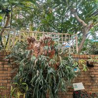 ビカクシダ,ビカクシダ属, ビカクシダ,滋賀県草津市立水生植物公園みずの森の画像