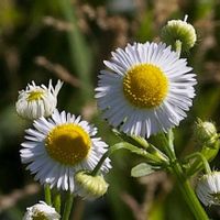 ヒメジョオン,山野草の画像