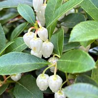 チェッカーベリー,チェッカーベリー,癒し,花のある暮らし,iPhone撮影の画像