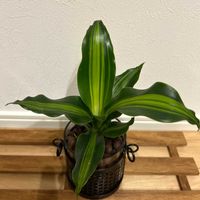 ドラセナの画像