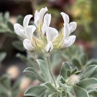ベビーサンローズ,ロータス ブリムストーン,花のある暮らし,かわゆい,初めて咲いたの画像