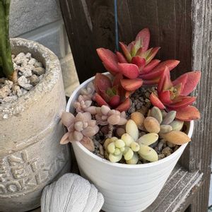 多肉植物,植え替え,多肉寄せ植え,仕立て直しの画像