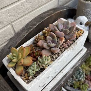 多肉植物,植え替え,多肉寄せ植え,仕立て直しの画像