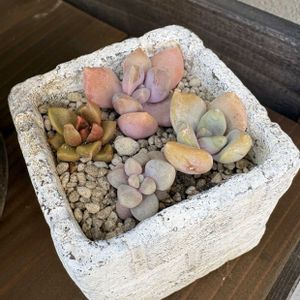 多肉植物,植え替え,多肉寄せ植え,仕立て直しの画像