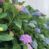 植栽,ひとりごと,団地の花壇,にゃんの日（今日のニャン）,ベランダの画像