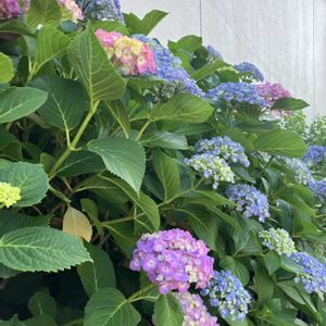 植栽,ひとりごと,団地の花壇,にゃんの日（今日のニャン）,ベランダの画像