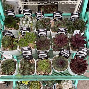 センペルビウム,ゴールドダスト錦,多肉植物,多肉中毒,ベランダ多肉の画像