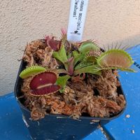 ハエトリソウ,ハエトリソウ ウワバミ,観葉植物,食虫植物,ガーデニングの画像