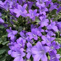 ベルフラワー,ガーデニング,ビタミンカラー,花のある暮らし,緑のある暮らしの画像
