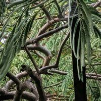 ネムノキ,ネムノキの蕾,枝垂れ合歓の木,アプローチを行くヒネ,就眠運動の画像