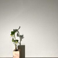 ドクダミ,ドクダミ,一輪挿し,花瓶,山野草の画像