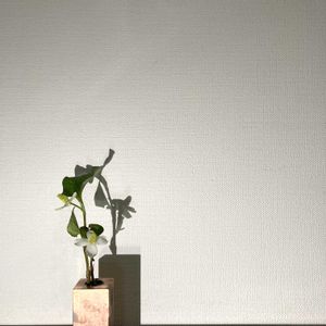 ドクダミ,ドクダミ,一輪挿し,花瓶,山野草の画像