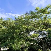 アジサイ,ホタルブクロ,ジャカランタ,ジャカランタ,ジャカランタの画像