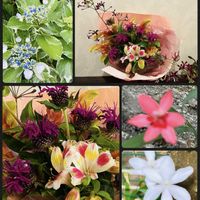 ヒメヒオウギ,ペラルゴニウム・シドイデス,斑入りアジサイ,小海老草(こえびそう）,花束 ブーケの画像
