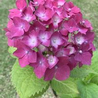 アジサイ,紫陽花,あじさい,紫陽花　あじさい　アジサイ,アジサイ（紫陽花）の画像