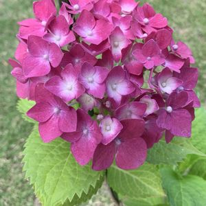 アジサイ,紫陽花,あじさい,紫陽花　あじさい　アジサイ,アジサイ（紫陽花）の画像