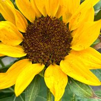 ヒマワリ,ひまわり,いつもありがとう♡,大好きなお花,庭の鉢植えの画像