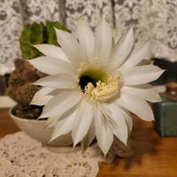 短毛丸,リビングの画像