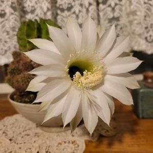 短毛丸,リビングの画像