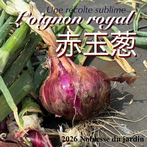 赤玉ねぎ,新玉ねぎ,美しい,夏野菜,綺麗の画像