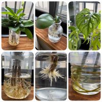 ガジュマル,マドカズラ,ぺぺロミア,観葉植物,葉っぱの画像