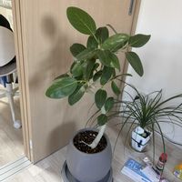 トックリラン,ベンガルゴムの画像