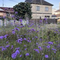 ヤナギハナガサの画像