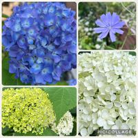 アナベル,紫陽花 アジサイ あじさい,アジサイ 霧島の恵,今日の庭,5月の庭の画像