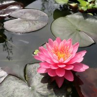 スイレン,睡蓮,温帯スイレン,温帯睡蓮　サイアムビューティー,水生植物の画像