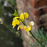 バラ,ツタバウンラン,エリゲロン,ケイランサス,オランダの画像