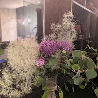 アスター,スモークツリー,ユーカリ,アスター　シリンガラベンダー,低木の画像