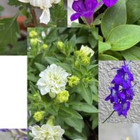 キク,ヒペリカム,黒法師,千鳥草,ペチュニア　エメラルドコットンの画像