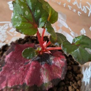 ベゴニア,レックス　ベゴニア,レックスベゴニア インカナイト,観葉植物,葉挿しの画像