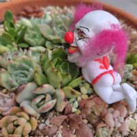 チドリソウ,栗の花,宿根バーベナ,やまぼうし,ｵｹﾂの日の画像